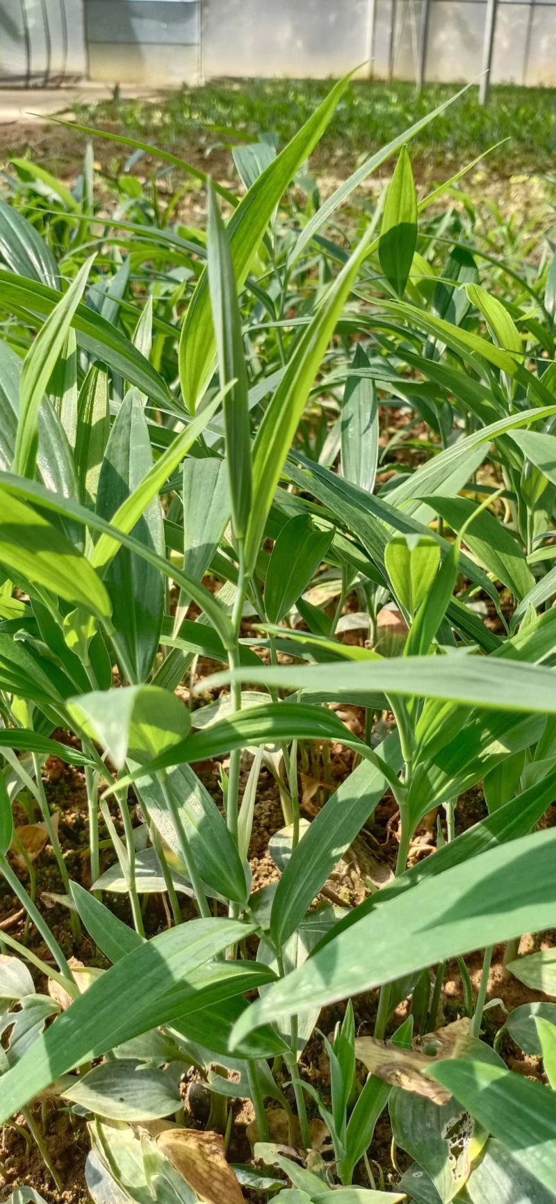 陜西秦嶺黃精種苗 天然藥庫(kù)的綠色瑰寶與產(chǎn)業(yè)基石